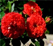 Starlet Rose Carmen 3